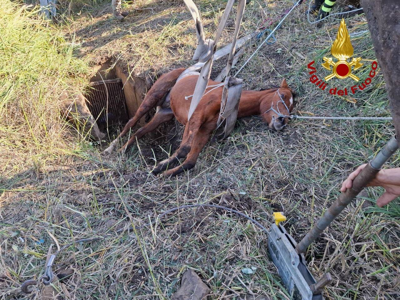 Cefalù: cavallo rimane bloccato in un canale di scolo, salvato dai Vigili del Fuoco